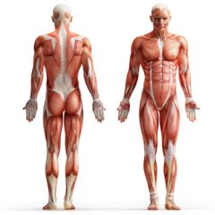NUR111 - Amyotrophic Lateral Sclerosis (ALS) (1.0 HR)