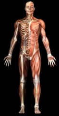 HH106 - MGR: Musculoskeletal Disorders for Employers & Supervisors (1.0 HR)