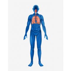 NUR177 - Fighting to Breathe: COPD (1.5 HR)